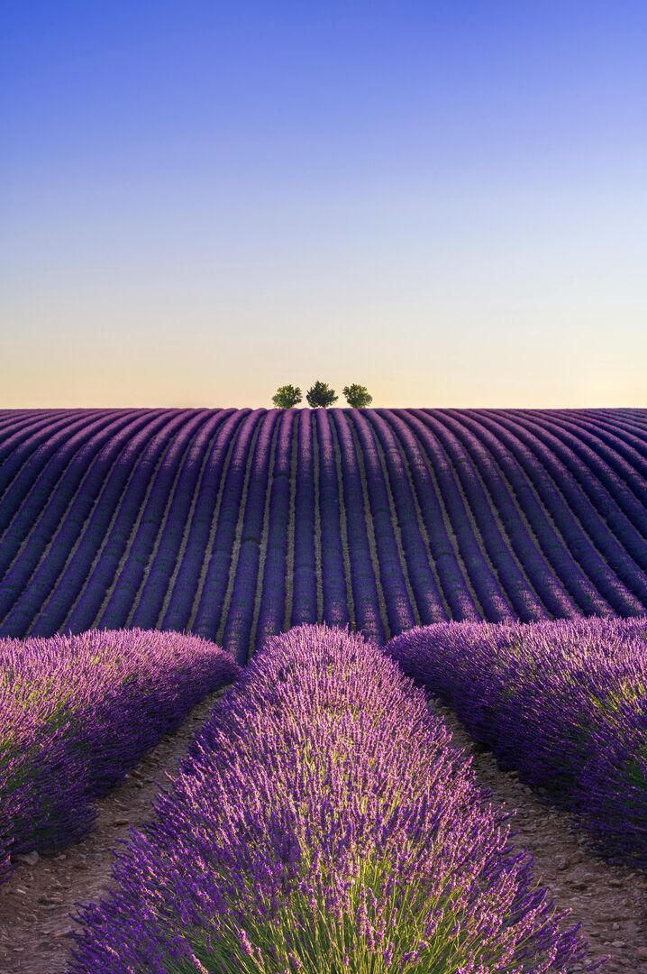 Lavender fields in Provence during their summer flowering season